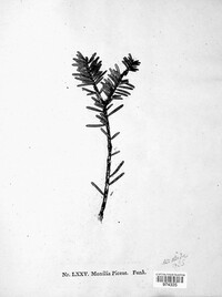 Hyphosoma piceae image